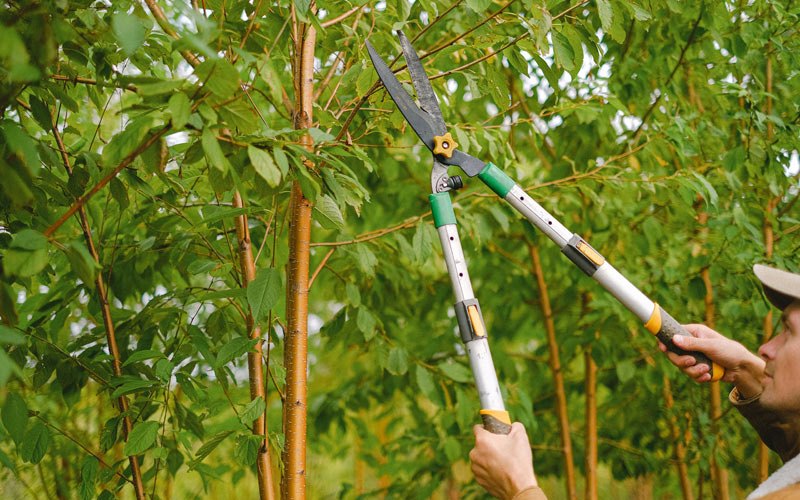Tree trimming in Bethel, NC