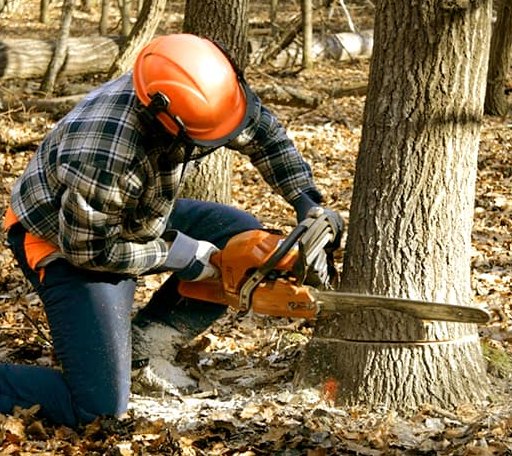 Tree Removal in Bethel, NC